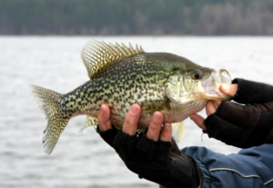 Read more about the article Mastering the Art of Crappie Fishing in 2024: Tips and Techniques for Success